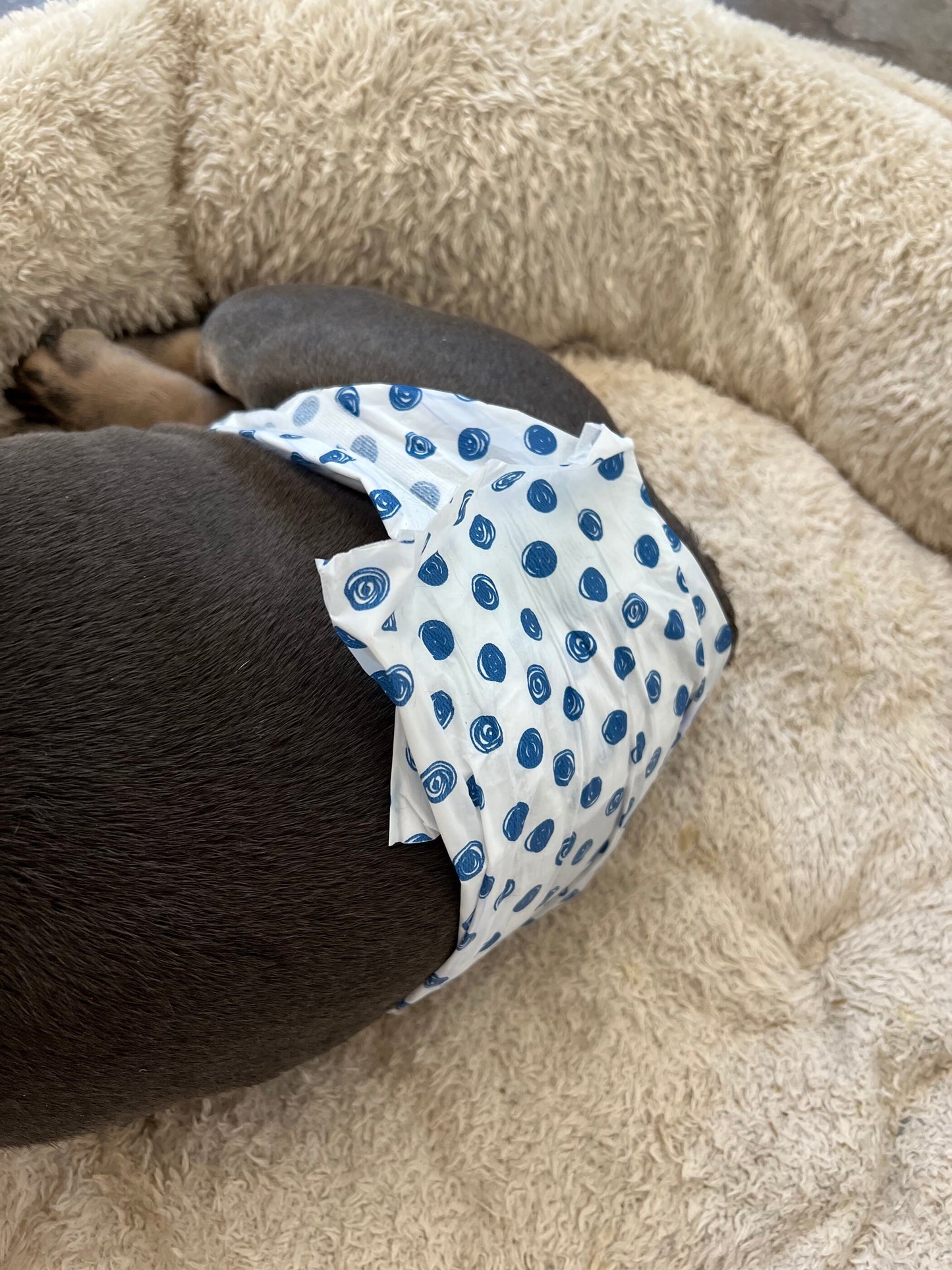 Pañal cubre vientre para bulldog francés inglés macho, color negro liso, con tirantes de lazo, lavable para incontinentes