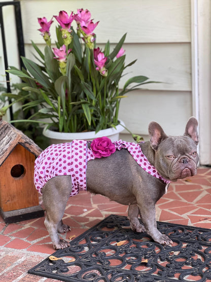 Dog wearing purple polka dot diaper