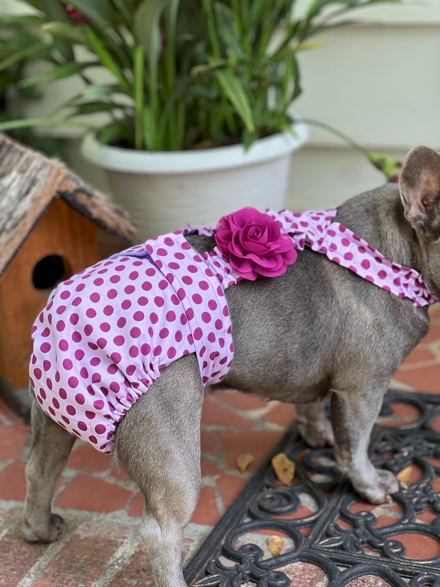 French Bulldog wearing purple polka dot diaper