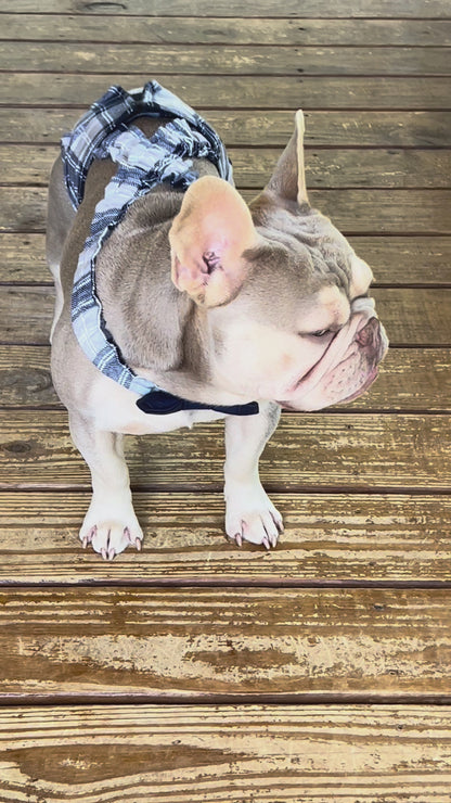 French Bulldog English Bulldog Male Belly Band Diaper w Suspenders - Plaid Blue Gray
