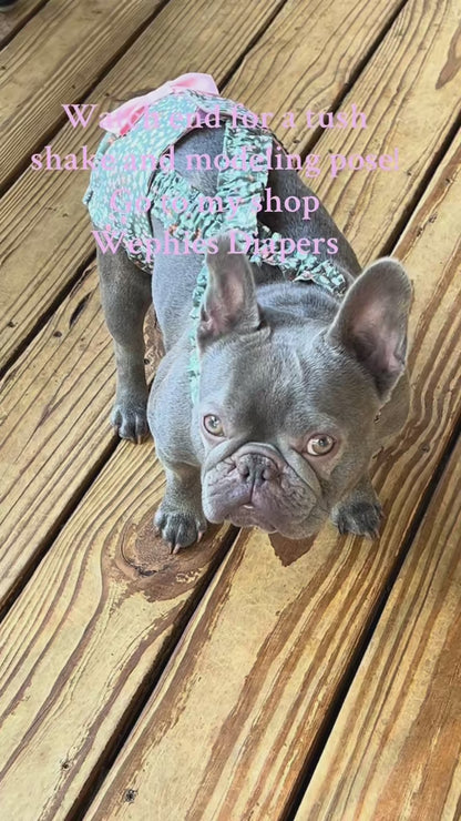 French Bulldog Diaper w Suspenders for Dog with Incontinence or Frenchie in Heat "Picturesque"